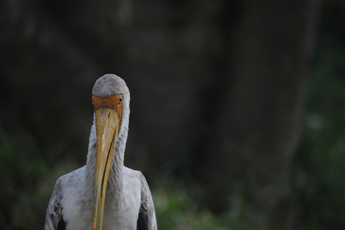 腾龙150-600g2镜头防抖模式详解,腾龙150-600镜头固件升级