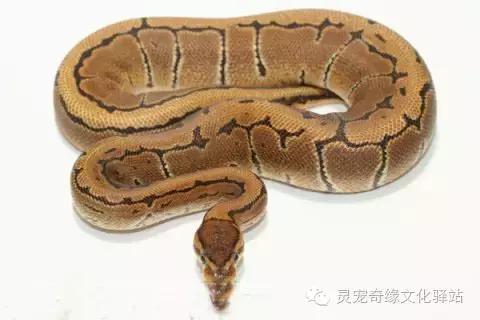 球蟒基因组合大全,球蟒基因品系图鉴下载