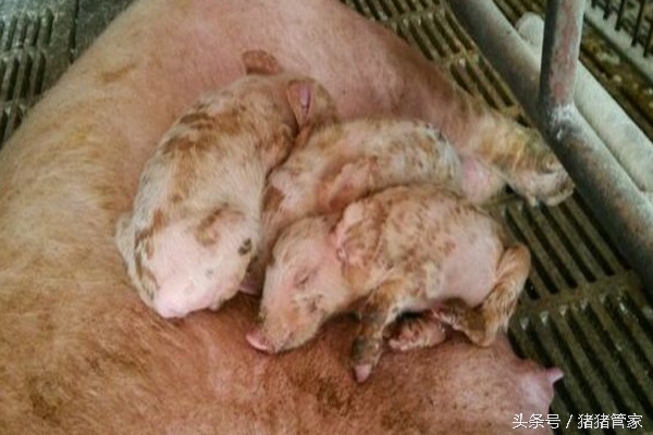 哺乳仔猪反复腹泻怎么治,夏天哺乳仔猪受寒腹泻治疗用药
