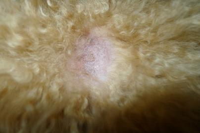 泰迪容易得皮肤病吗,泰迪得了皮肤病可以用艾叶洗澡吗