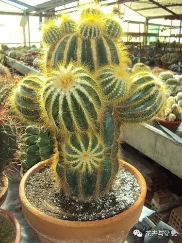 仙人球最常见的品种，你能认识几个？