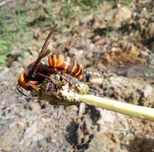 一侗给您介绍一位年轻的侗族捕猎能手——阿现大师