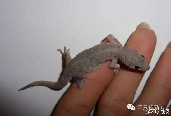 坑爹的熊小孩,坑爹熊娃