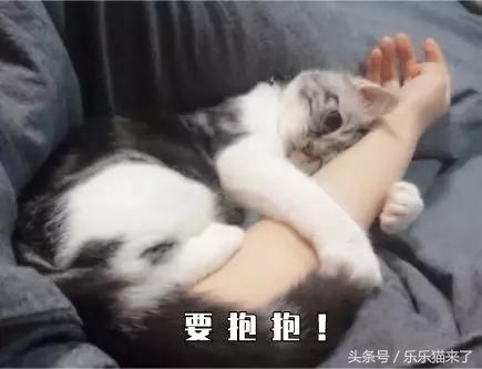 我家猫咪很害怕我怎么办,养猫咪一个月还是很凶怎么办