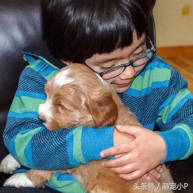 狗狗突然绝食精神不好什么原因,狗狗突然暴瘦不吃东西没精神