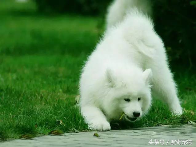 狗狗品种大全带你走进狗狗的世界,狗狗品种大全看看你认识几种