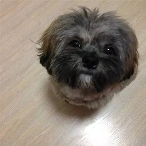 狗狗对着门外大叫是怎么了,狗为什么老是敲自己家的门