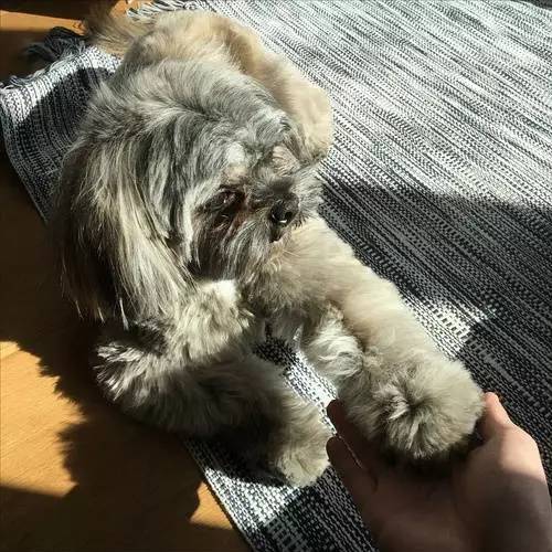 狗狗对着门外大叫是怎么了,狗为什么老是敲自己家的门