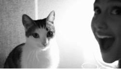 猫咪咖啡馆哪家最好,武汉有哪些猫咪咖啡厅