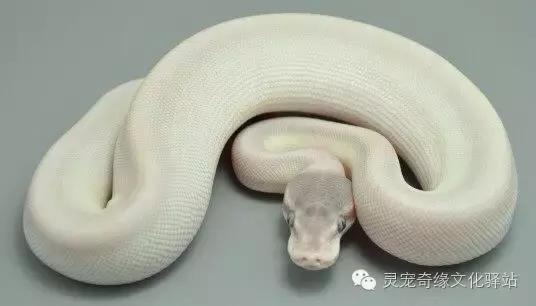 球蟒基因组合大全,球蟒基因品系图鉴下载