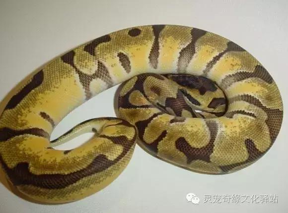 球蟒基因图鉴入门,球蟒基因品系大全