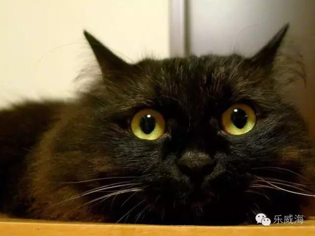 威海最全的宠物店汇总!喵奴汪主人还不速速收藏!