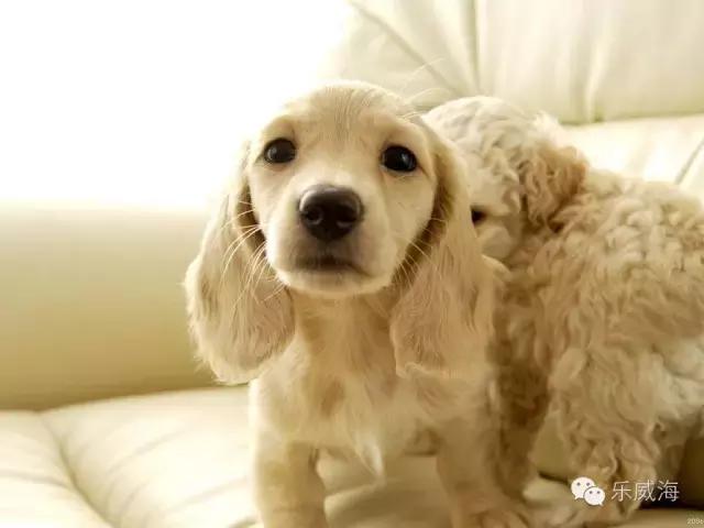 威海最全的宠物店汇总!喵奴汪主人还不速速收藏!