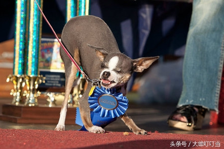 最丑狗狗,你见过世界上最凶的狗吗