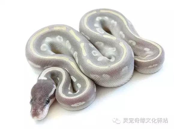 球蟒基因图鉴入门,球蟒基因品系大全