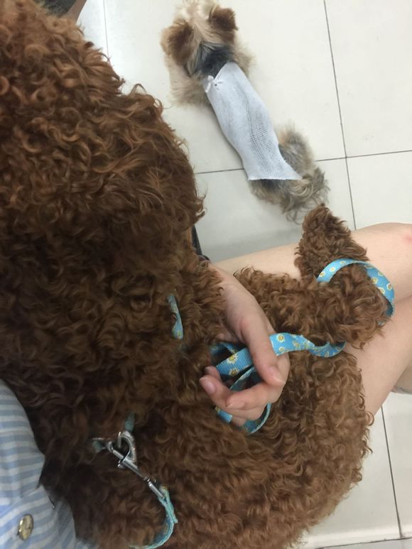 狗狗吃了螃蟹中毒了,狗狗吃了葡萄干去医院救治