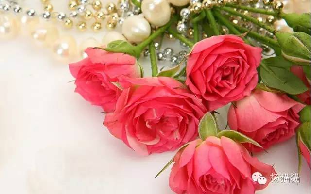 11朵戴安娜玫瑰花语,11朵粉玫瑰花的花语