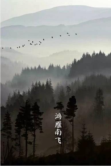 白露节气饮白露茶,暑退凉风起闲饮白露茶