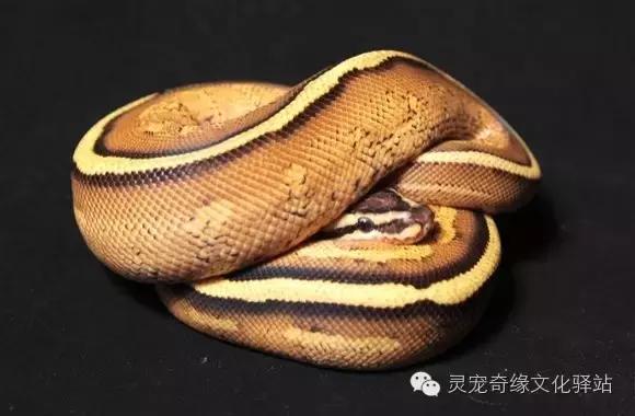 球蟒基因组合大全,球蟒基因品系图鉴下载