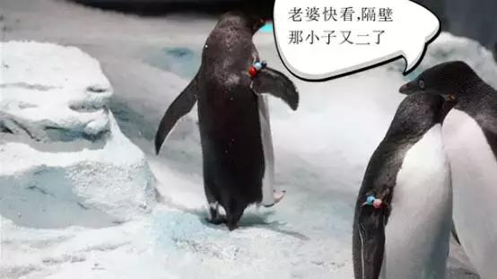 你以为他们在喂企鹅，其实他们在练腹肌