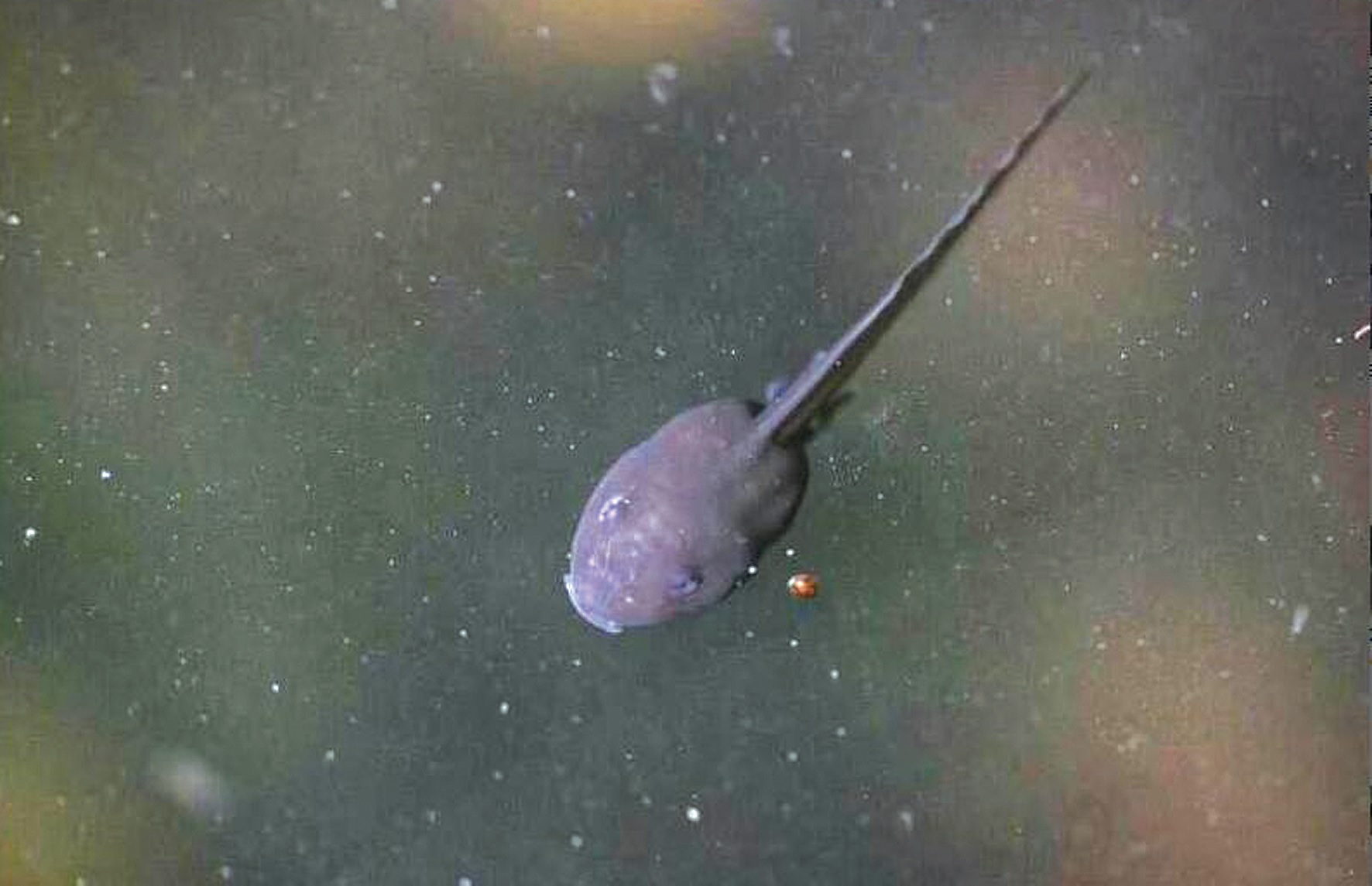 走进习水丛林七日跨界科考：水井里，神奇的“四季蝌蚪”