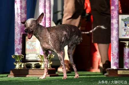 最丑狗狗,你见过世界上最凶的狗吗