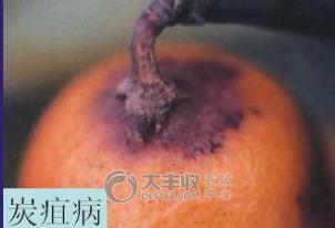 柑橘储藏的最佳方法,柑橘贮藏保鲜的八种方法果农必看