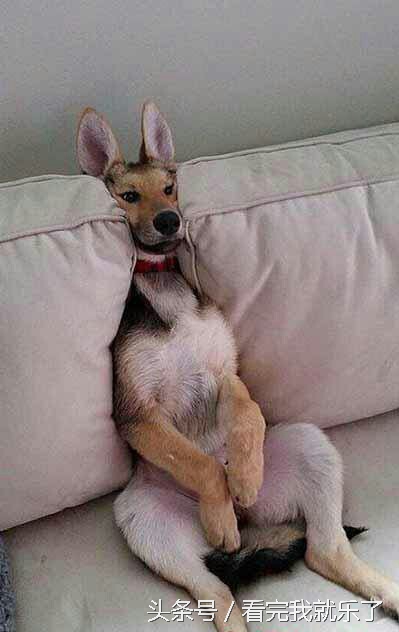 主人害怕虫子,主人怕蜘蛛叫猫咪