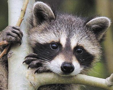 猫屎咖啡真相大揭秘,猫屎咖啡的真实生活