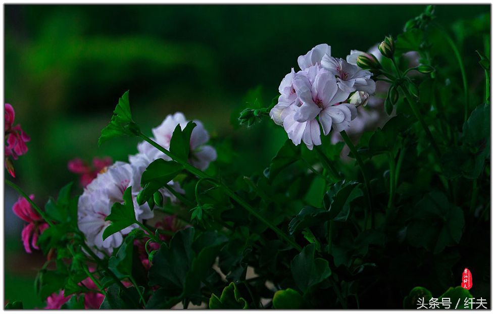 姹紫嫣红入夏来,姹紫嫣红等你来