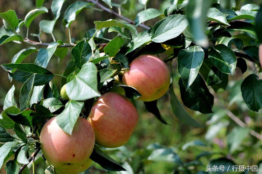 寒富苹果节简介,沈阳附近哪有采摘苹果的地方