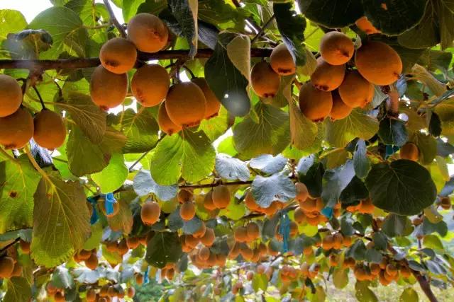 羊亭附近景点攻略,羊亭有什么玩的地方