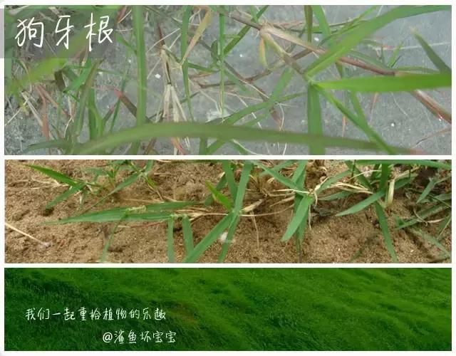 植物世界,植物世界月见草