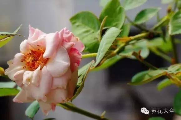 冰淇淋月季快开花的样子 (夏花标准的月季)