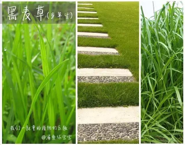 植物世界,植物世界月见草