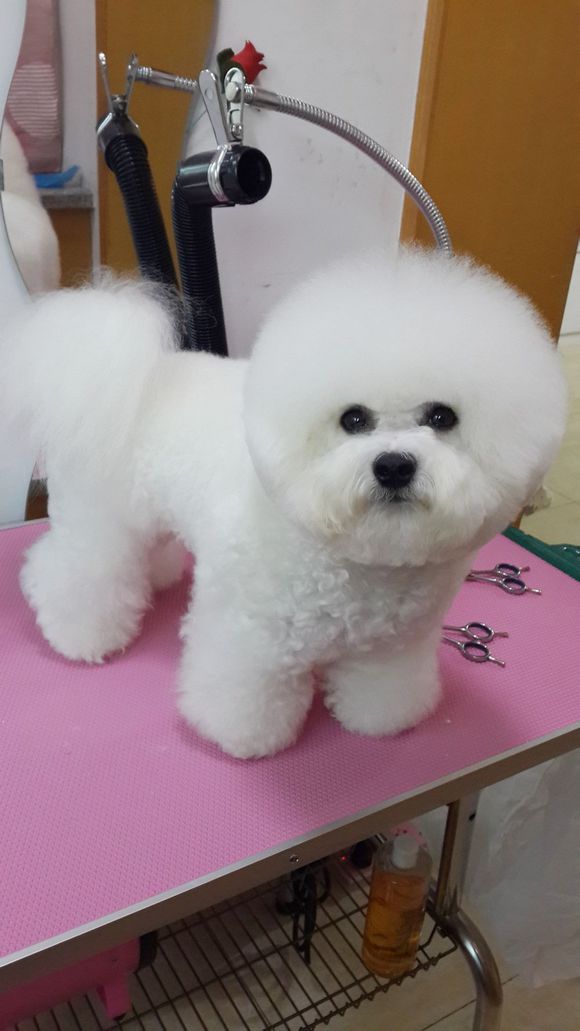 比熊怎么喂省钱,比熊自己做饭的健康食谱