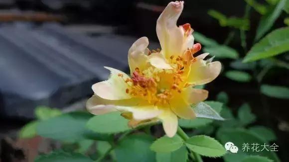 冰淇淋月季快开花的样子 (夏花标准的月季)