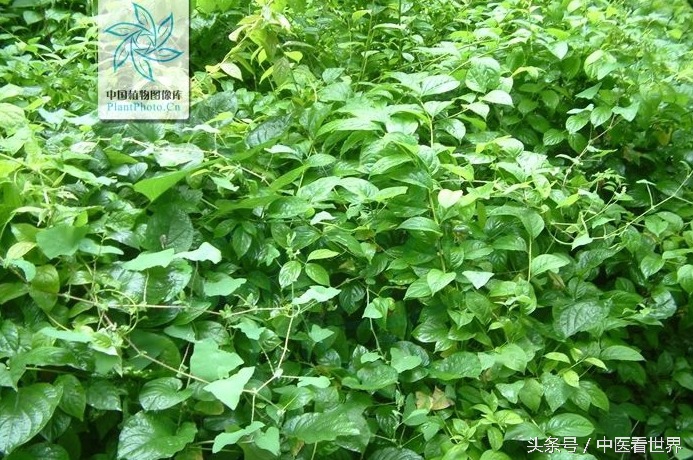 水莽草毒性成分,水莽草雷公藤