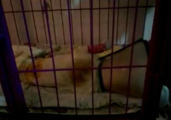 小狗被医院治死,小狗狗被人用糖葫芦刺穿身体