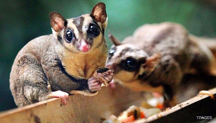 新加坡夜间野生动物园照片,新加坡夜间野生动物园攻略