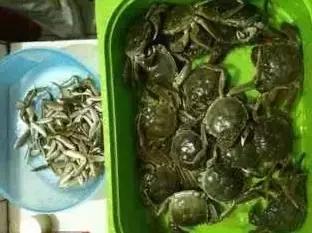 洗螃蟹的正确方法公螃蟹,洗螃蟹刷螃蟹的步骤