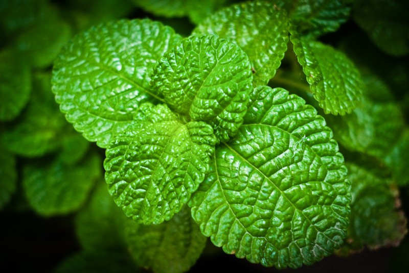 咳嗽的小秘方,中老年咳嗽小秘方