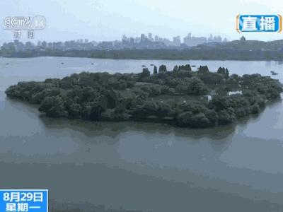 去不了杭州就来杯龙井,去不了杭州