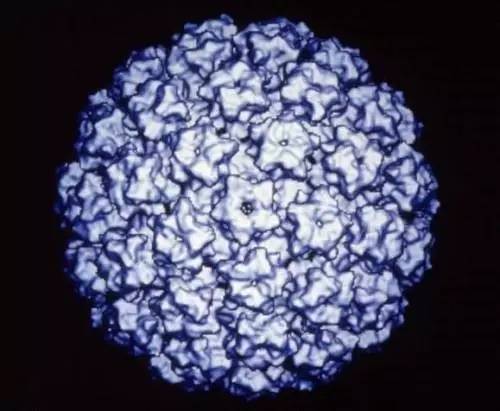 尖锐性湿疣坐马桶会不会传染,坐公共马桶会传染梅毒吗