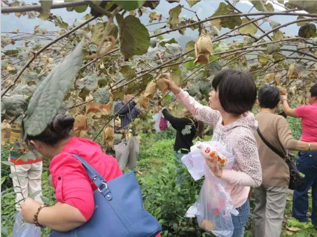 成都金堂猕猴桃,成都猕猴桃