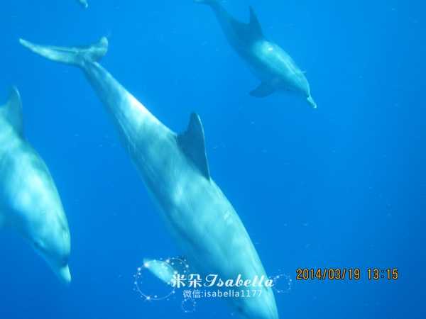 毛里求斯的日常,孤独的毛里求斯