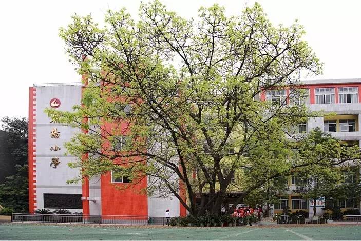 走进小学向着梦想出发,朝阳小学向快乐出发