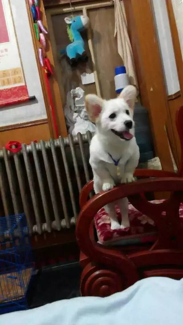 大金毛是真正的暖男,大金毛不愧是大暖男