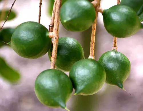 元江的特色美食有哪些 (元江美食干货)