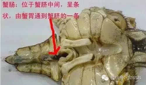 教你吃螃蟹的几个小妙招,螃蟹要蒸30几分钟怎样吃螃蟹才熟